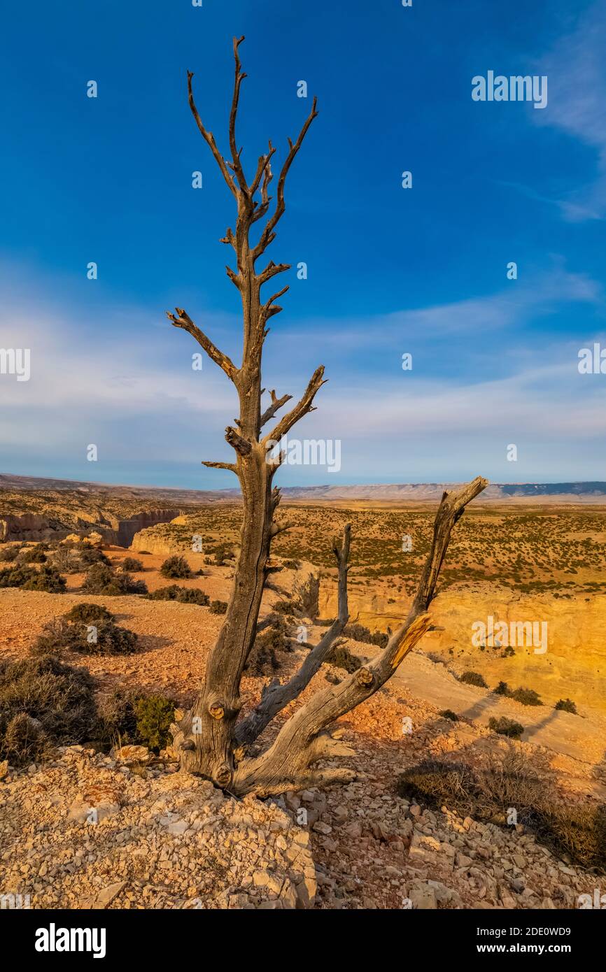 Dead Utah Juniper, Juniperus osteosperma, tree at Devil Canyon Overlook in Bighorn Canyon National Recreation Area, near Lovell, Wyoming, USA Stock Photo