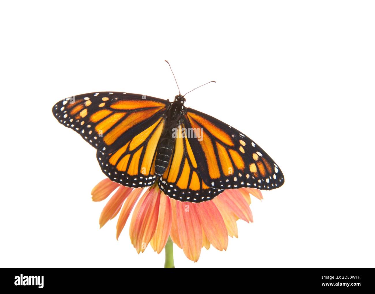 Close up of one female Monarch butterfly with wings open on top of a pink and peach colored cone flower. Top view isolated on white. Stock Photo