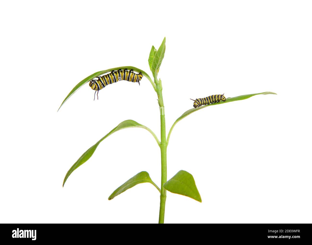 Two monarch caterpillars on milkweed seedling, third instar hanging from bottom of a leaf and second instar resting on top of a leaf adjacent to it. I Stock Photo