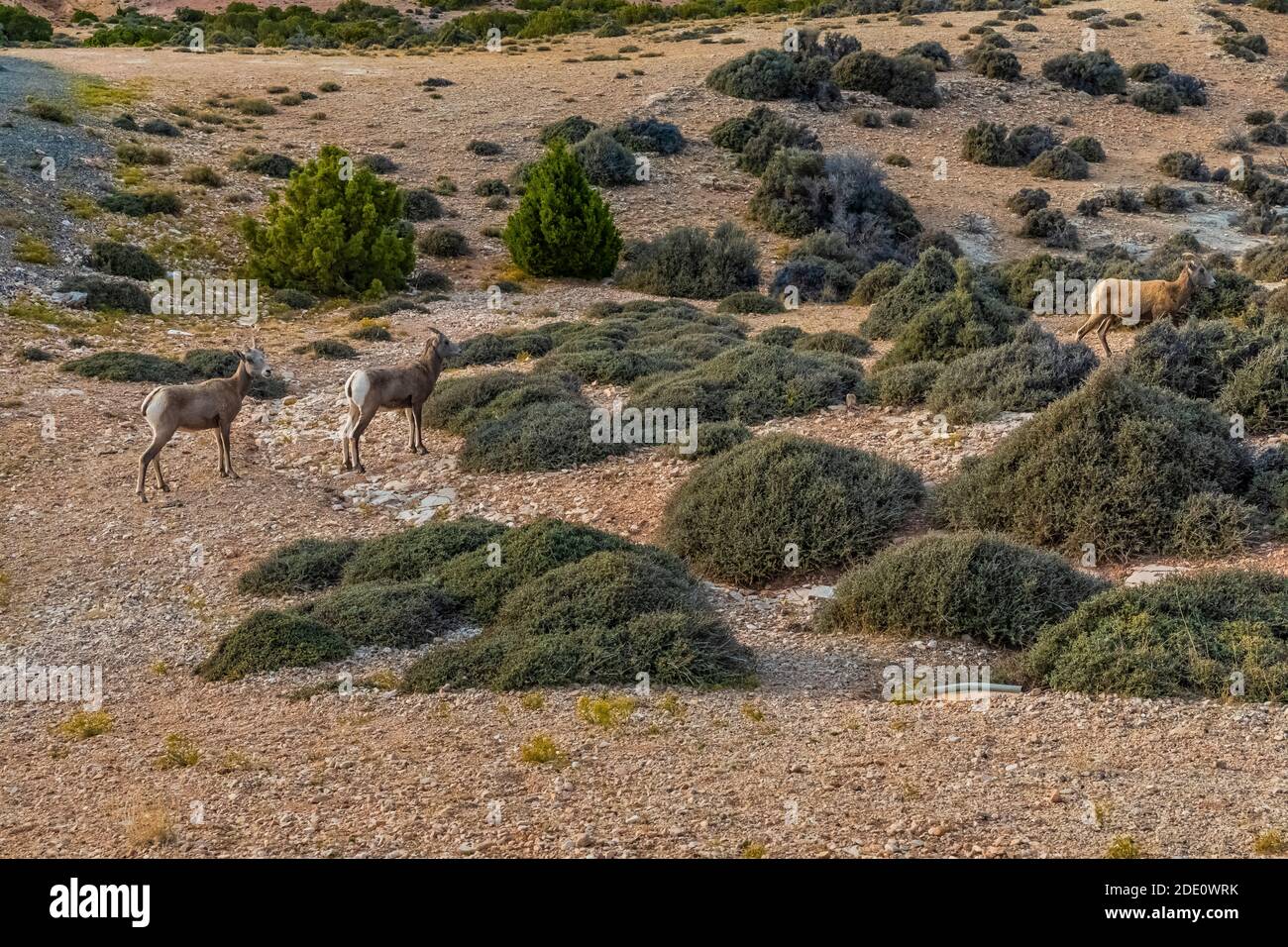 Bighorn Sheep, Ovis canadensis, browsing on Curlleaf Mountain Mahogany at Devil Canyon Overlook in Bighorn Canyon National Recreation Area, near Lovel Stock Photo