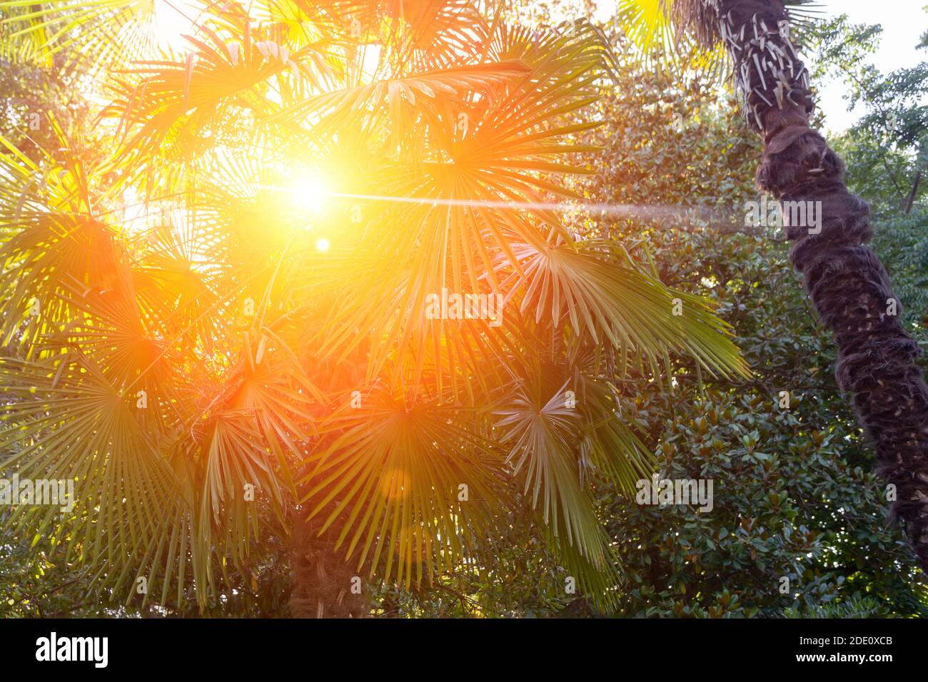 High palm tree in the rainforest Stock Photo Alamy