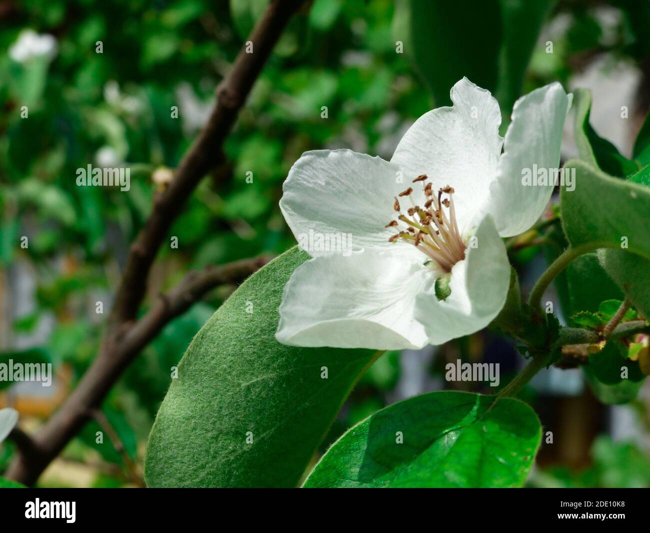 White flowering quince hires stock photography and images Alamy
