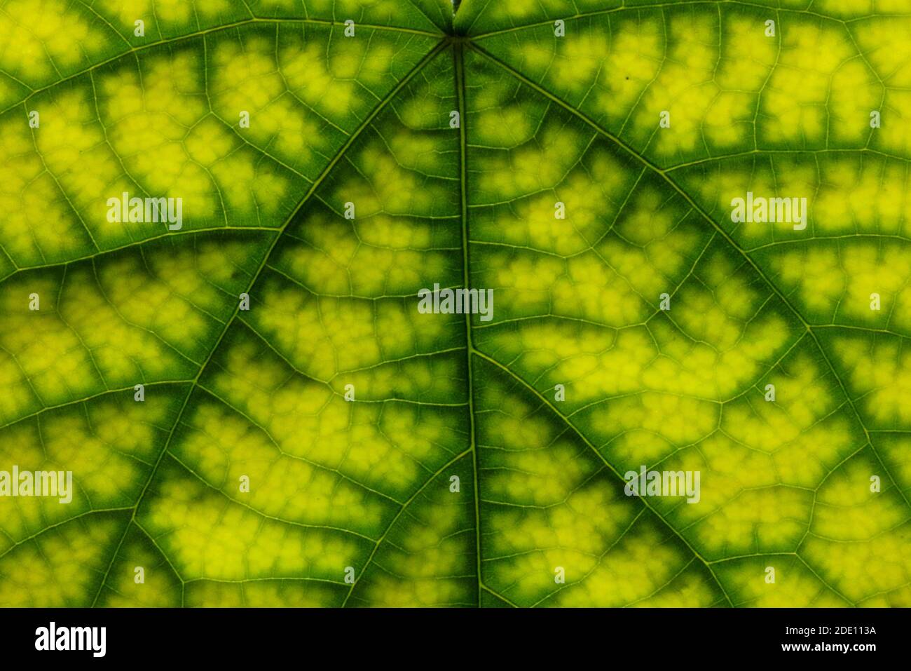 Bright green leaf texture backlighted by the sun. Macro shot Stock ...