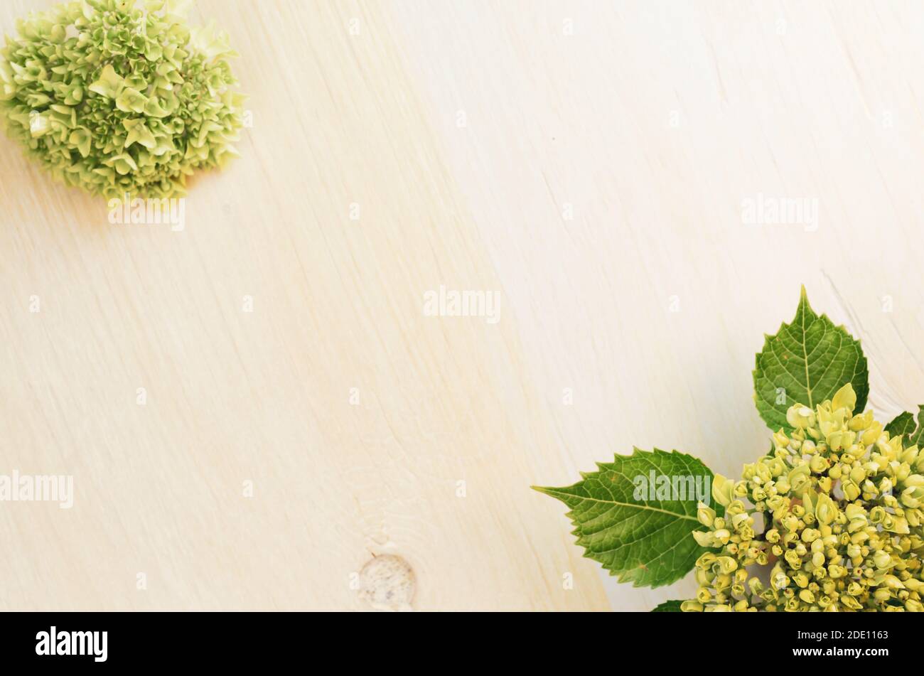 A top view of green Hydrangea buds on a wooden surface Stock Photo - Alamy