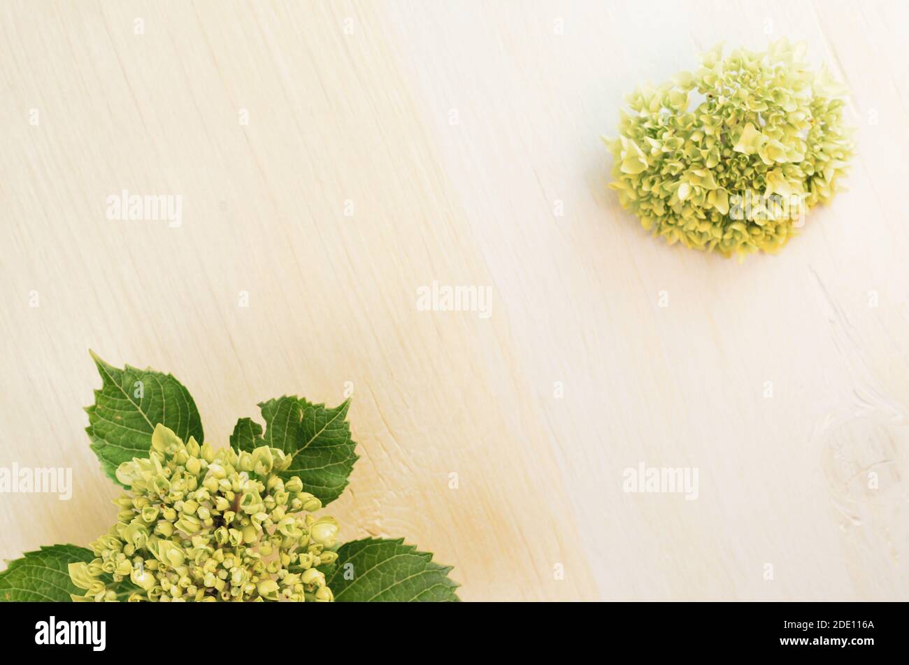 A top view of green Hydrangea buds on a wooden surface Stock Photo - Alamy