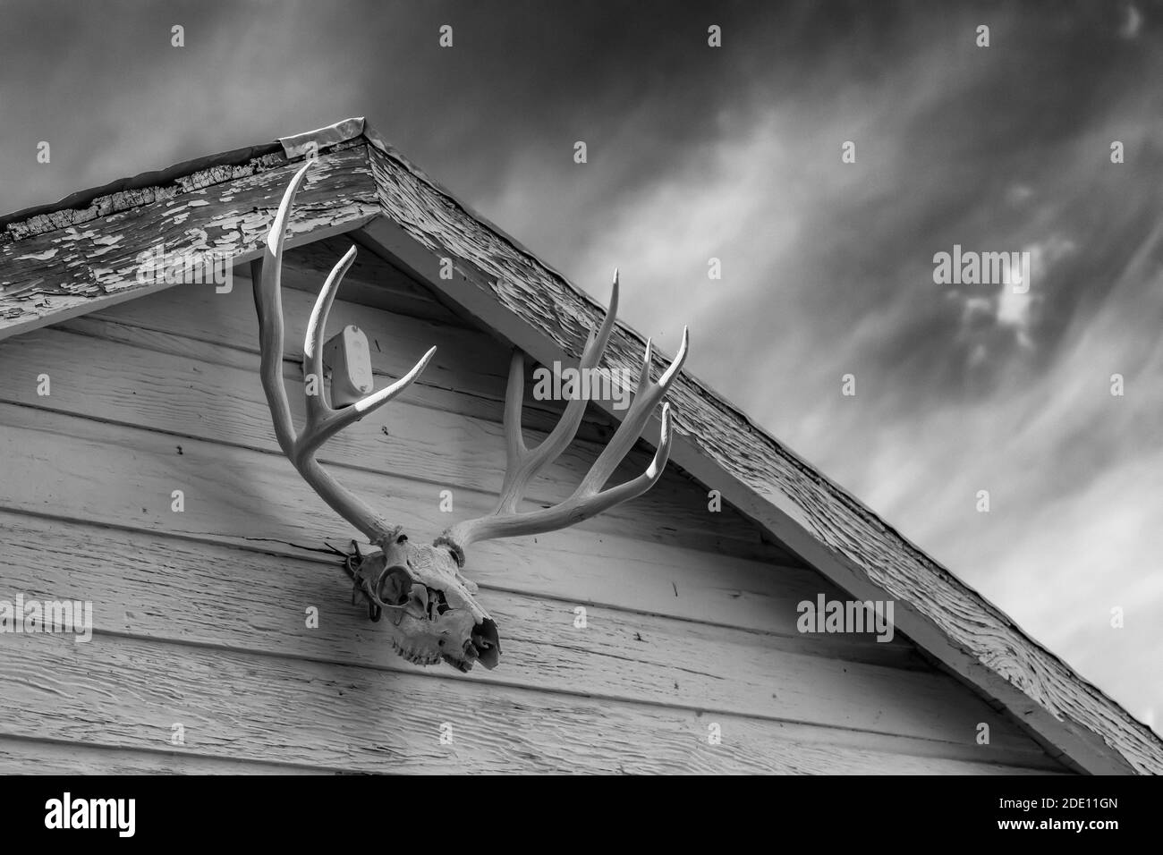 Mule Deer Antlers on a building at the historic Ewing-Snell Ranch at Bighorn Canyon National Recreation Area, near Lovell, Wyoming, USA Stock Photo