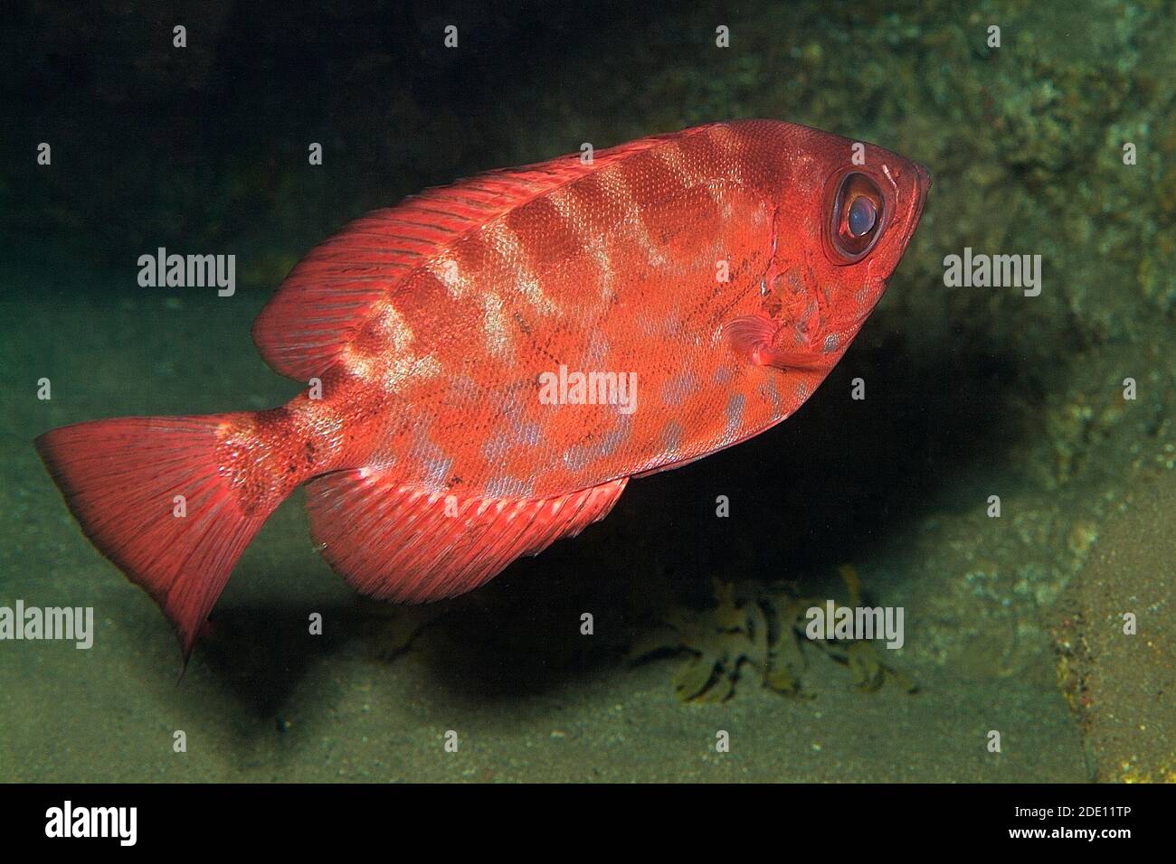 Fish Eye Glass High Resolution Stock Photography and Images Alamy