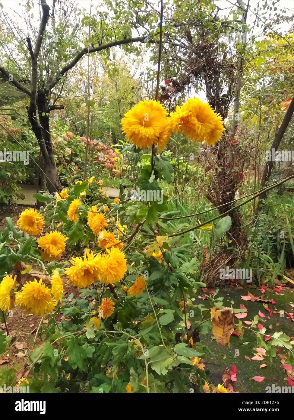Chrysanthemum yellow hi-res stock photography and images - Alamy
