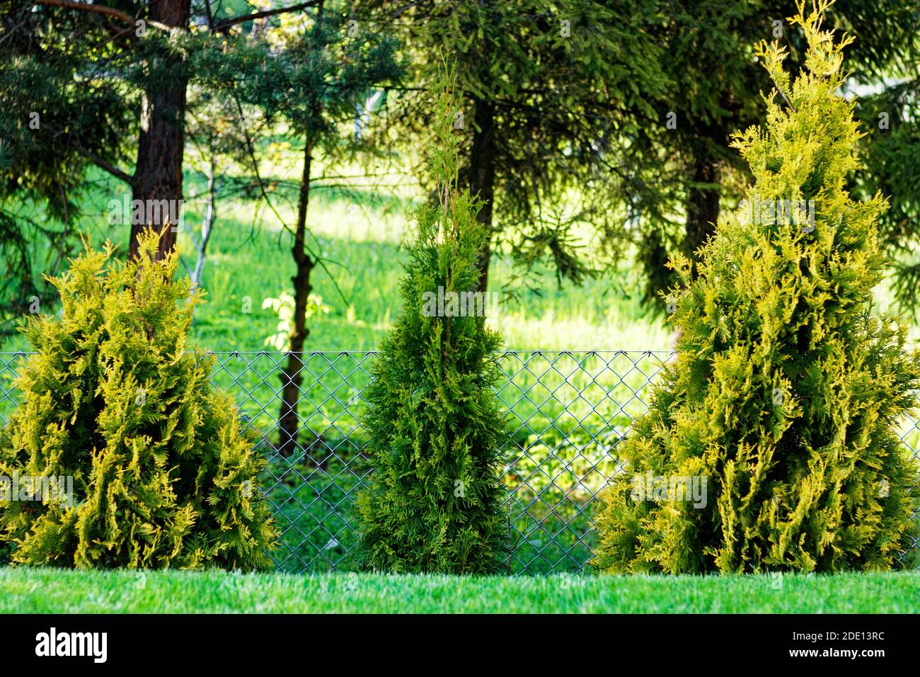 View of three green and fresh thuja trees in a row in the garden Stock Photo