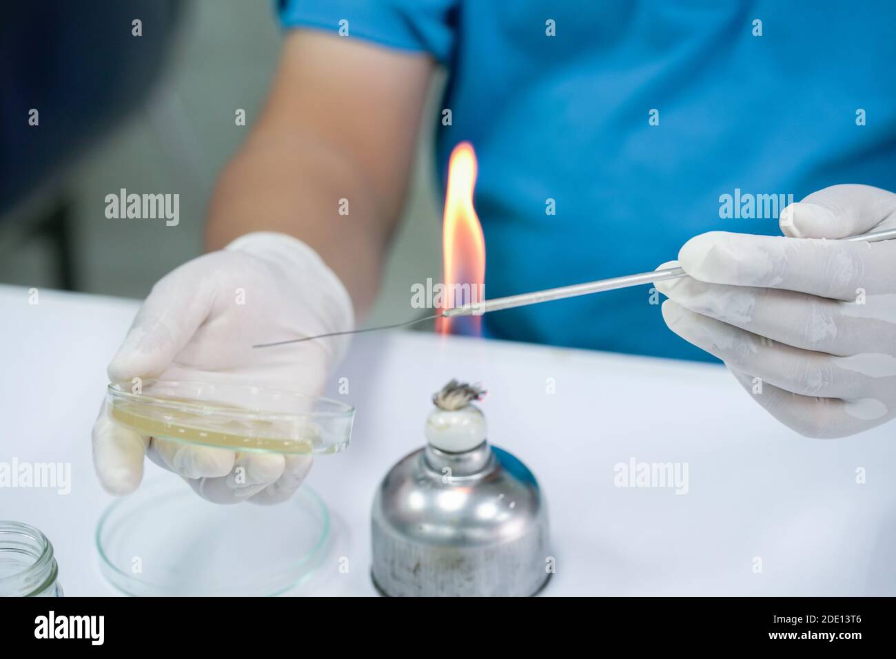 Microbiologist streaking agar plate Stock Photo Alamy