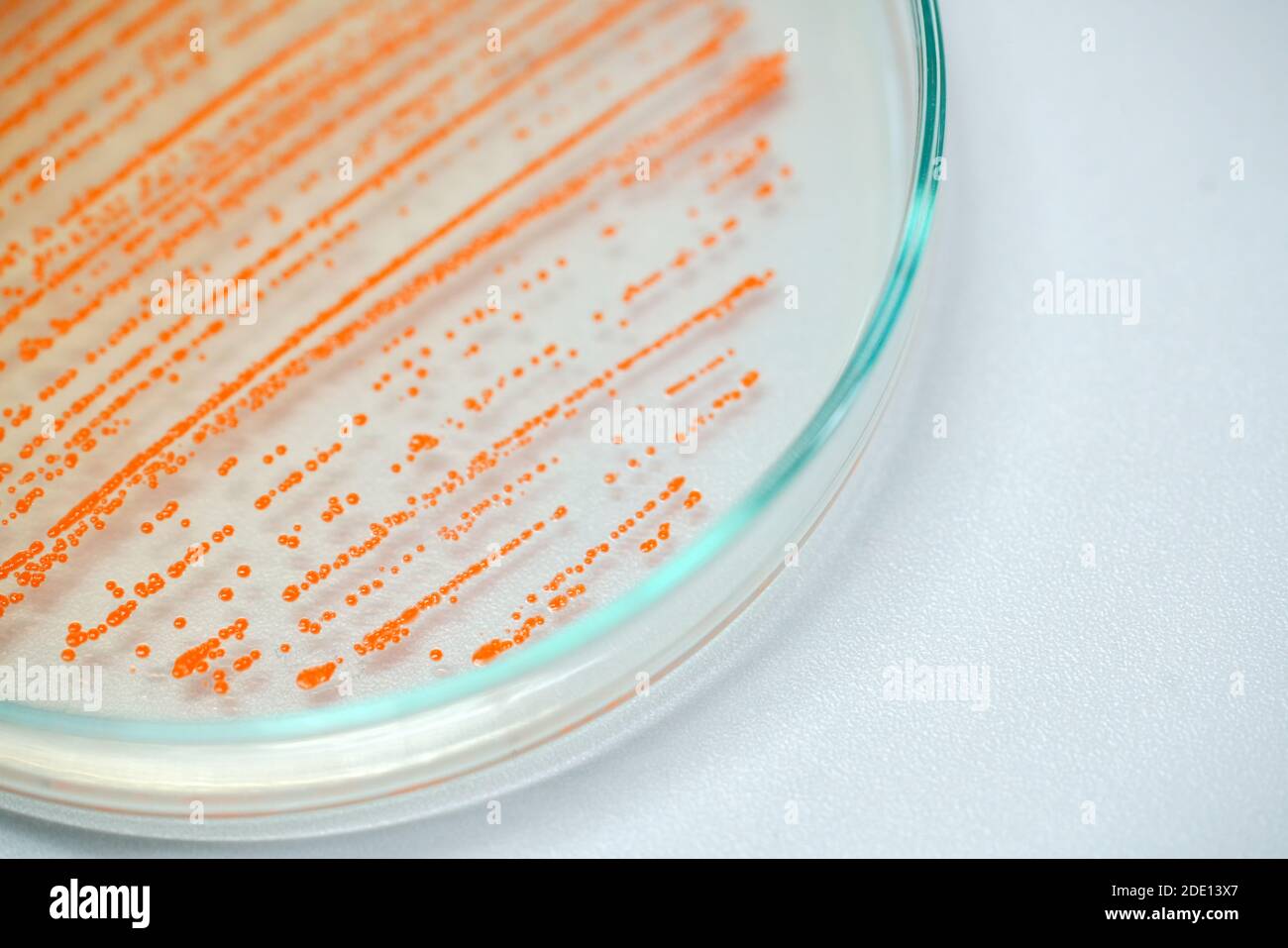 Colony of bacteria on culture medium Stock Photo Alamy