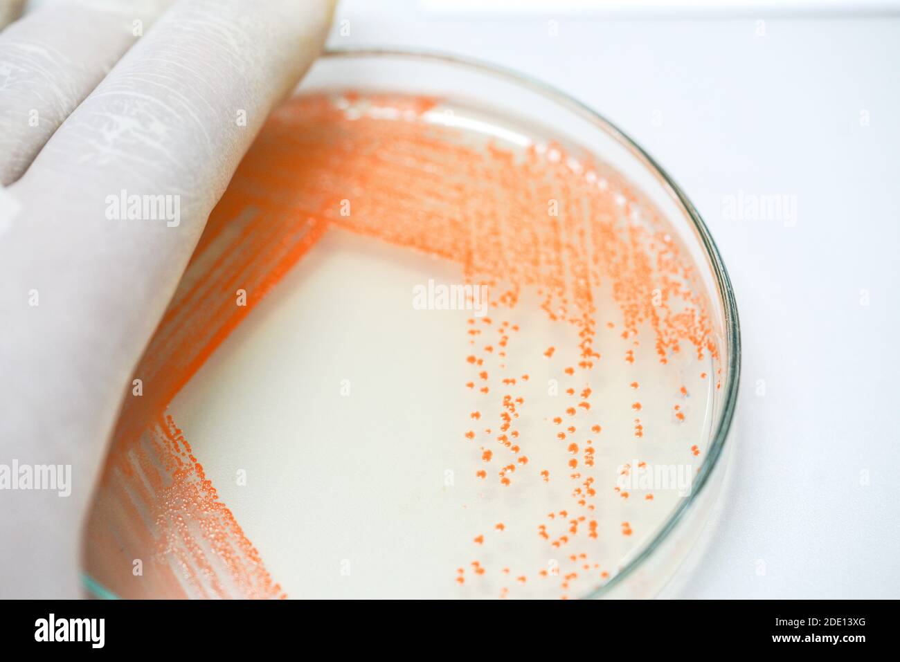 Colony of bacteria on culture medium Stock Photo