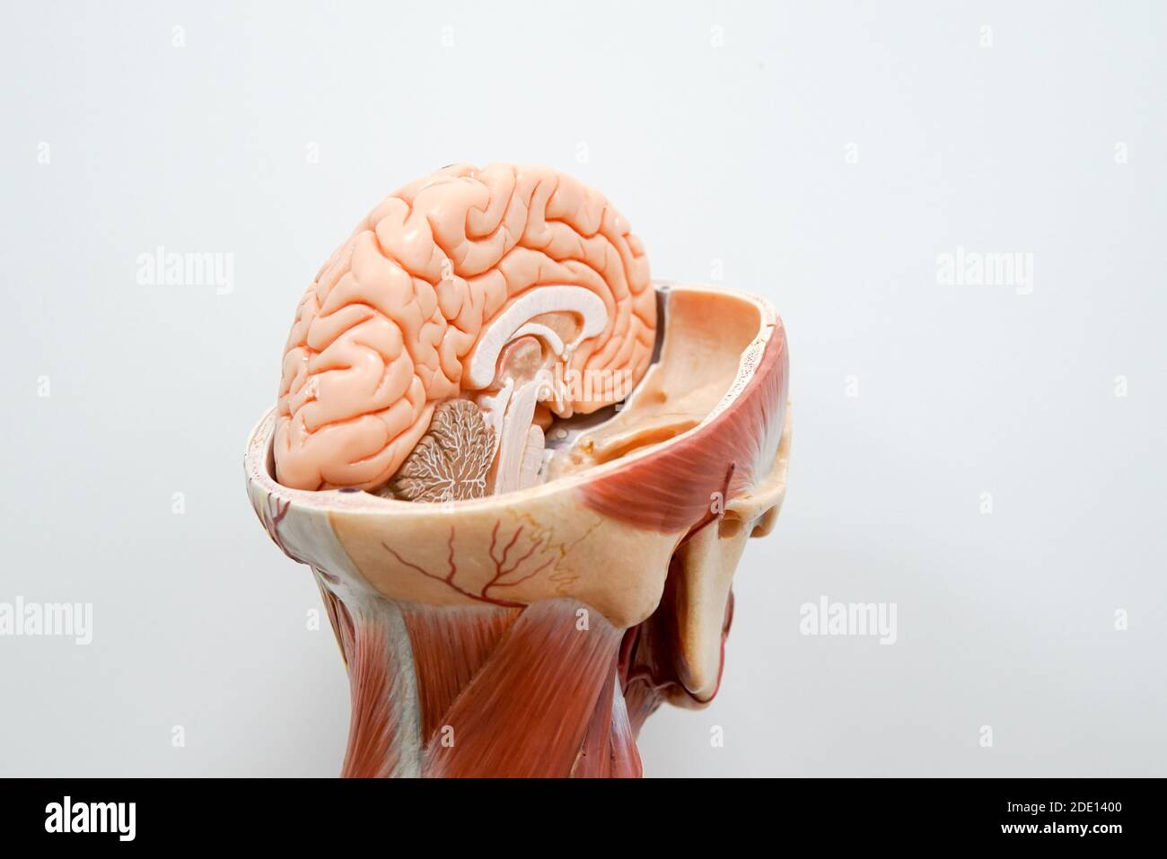 Human brain anatomy model Stock Photo