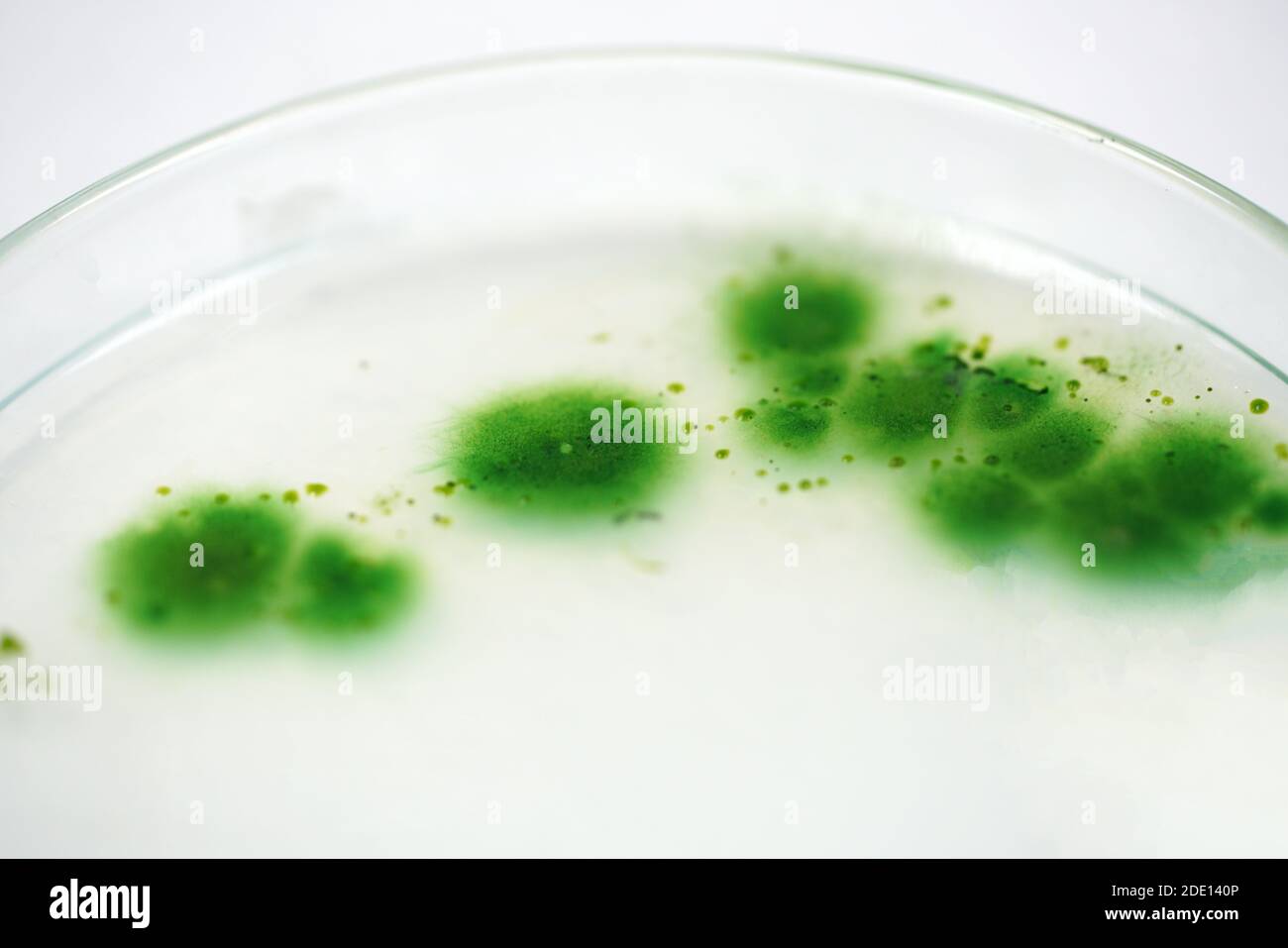 Petri dish with cyanobacteria Stock Photo