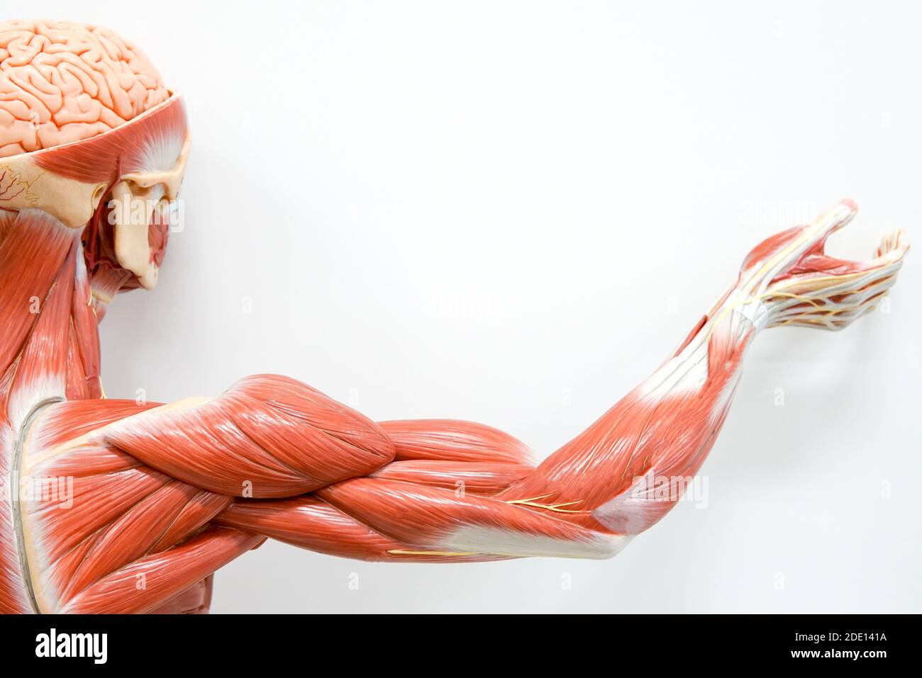 Human anatomy model Stock Photo
