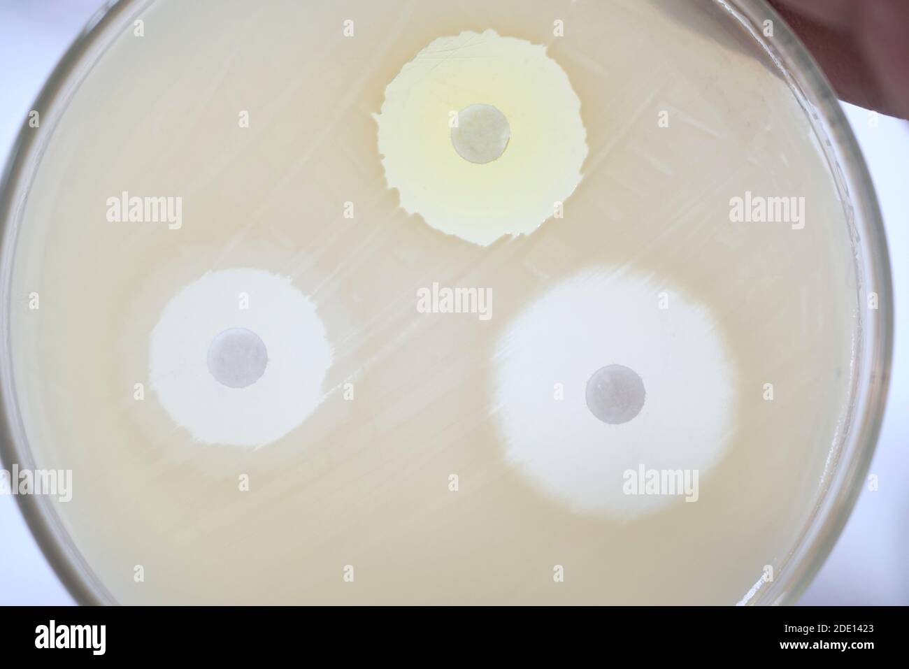 Kirby bauer antibiotic sensitivity test hi res stock photography and