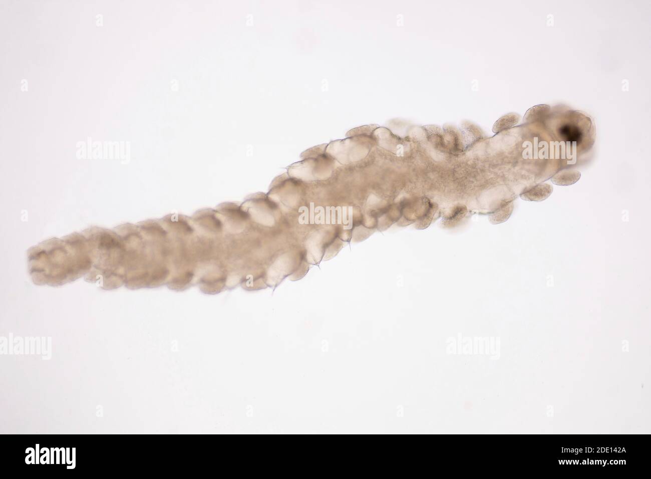 Bristle worm, light micrograph Stock Photo