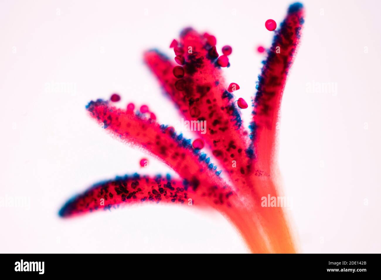Pollen on flower stigma, light micrograph Stock Photo
