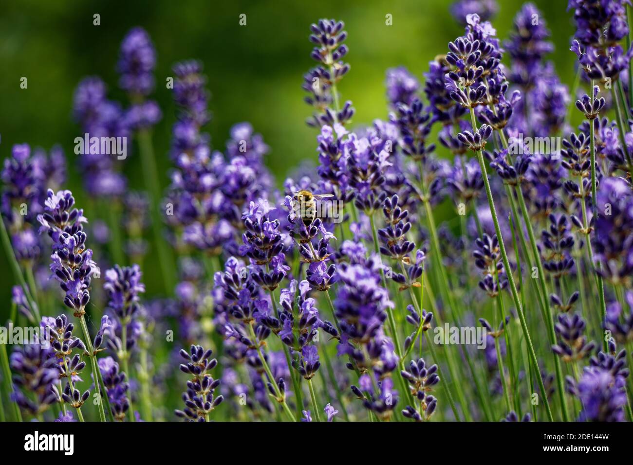 Closeup view of a lavender bush and bee collecting nectar Stock Photo