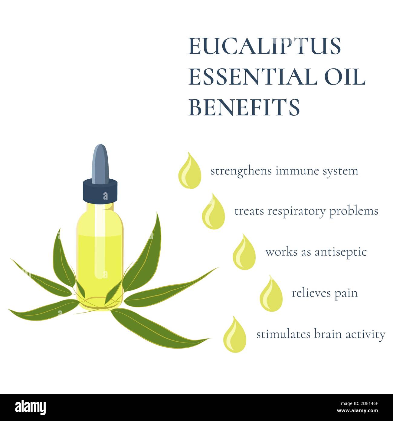 Benefits of eucalyptus essential oil, illustration Stock Photo Alamy