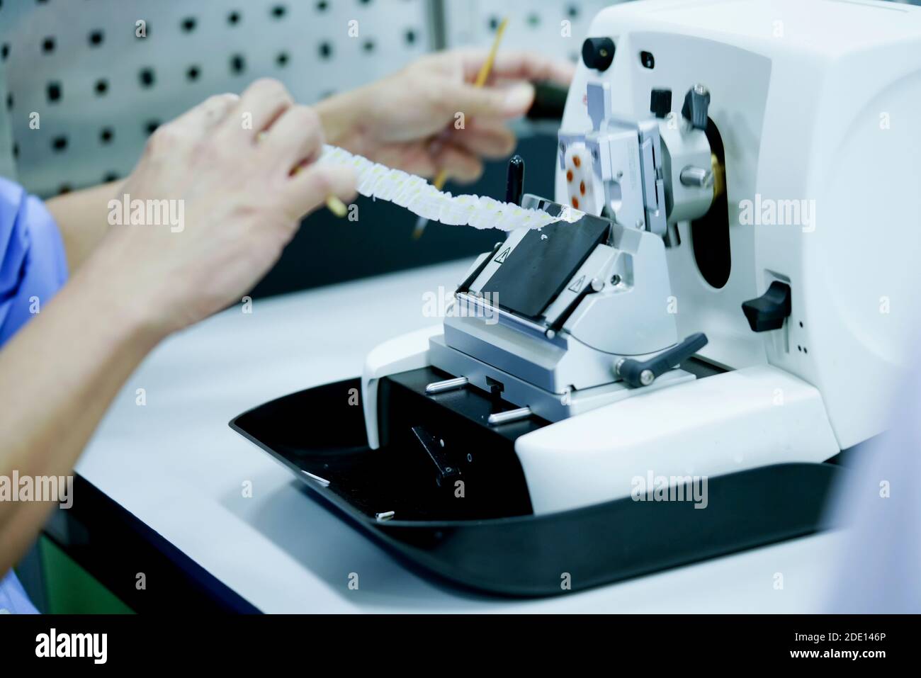 Cutting tissue section with rotary microtome Stock Photo