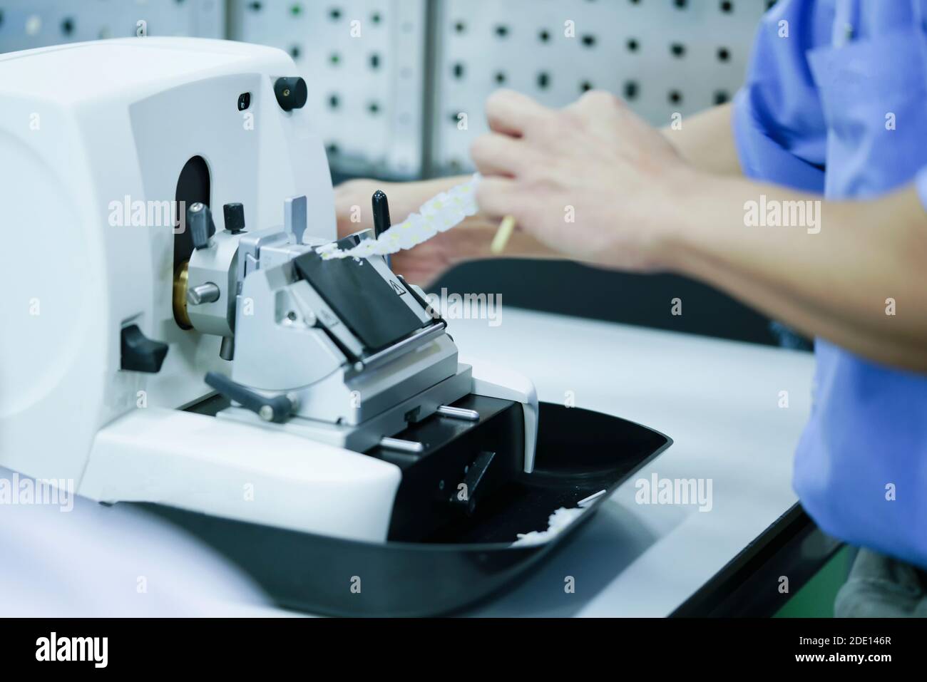 Cutting tissue section with rotary microtome Stock Photo