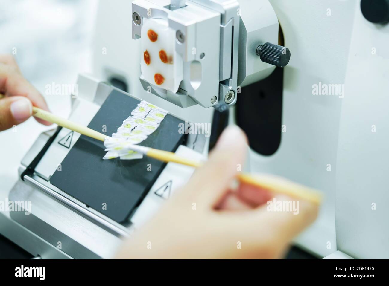 Cutting tissue section with rotary microtome Stock Photo Alamy