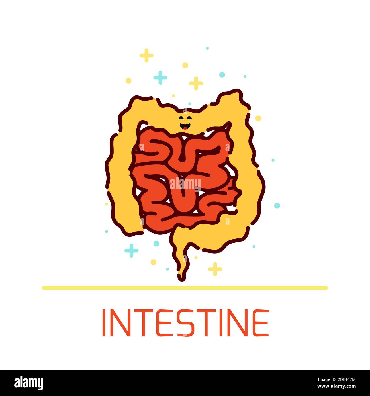 Intestines, illustration Stock Photo