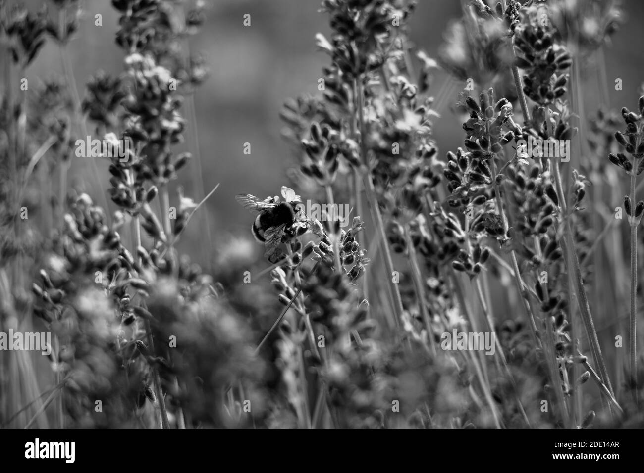 Closeup view of a lavender bush and bee collecting nectar Stock Photo