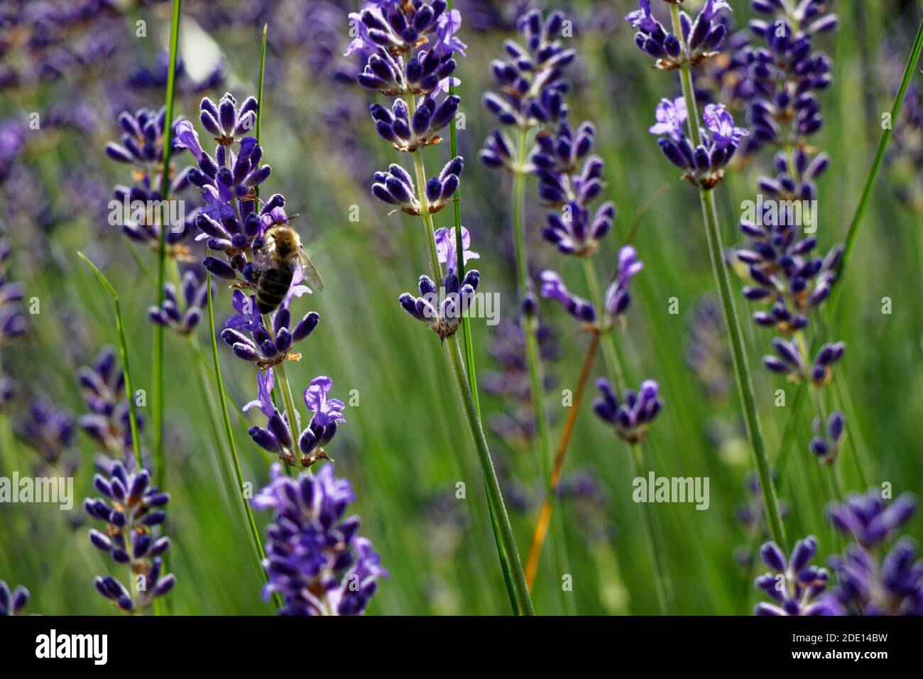 Closeup view of a lavender bush and bee collecting nectar Stock Photo