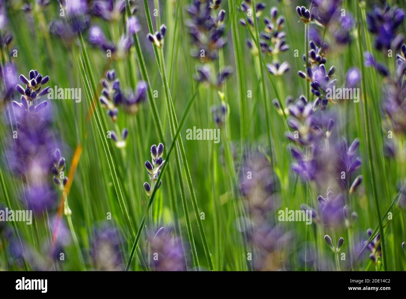 Close up view on a fresh lavender bush Stock Photo