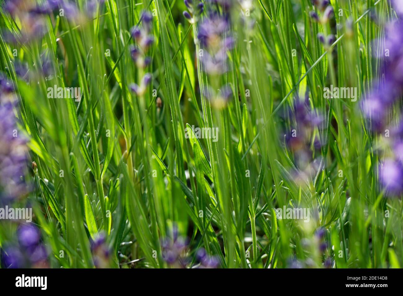 Close up view on a fresh lavender bush Stock Photo
