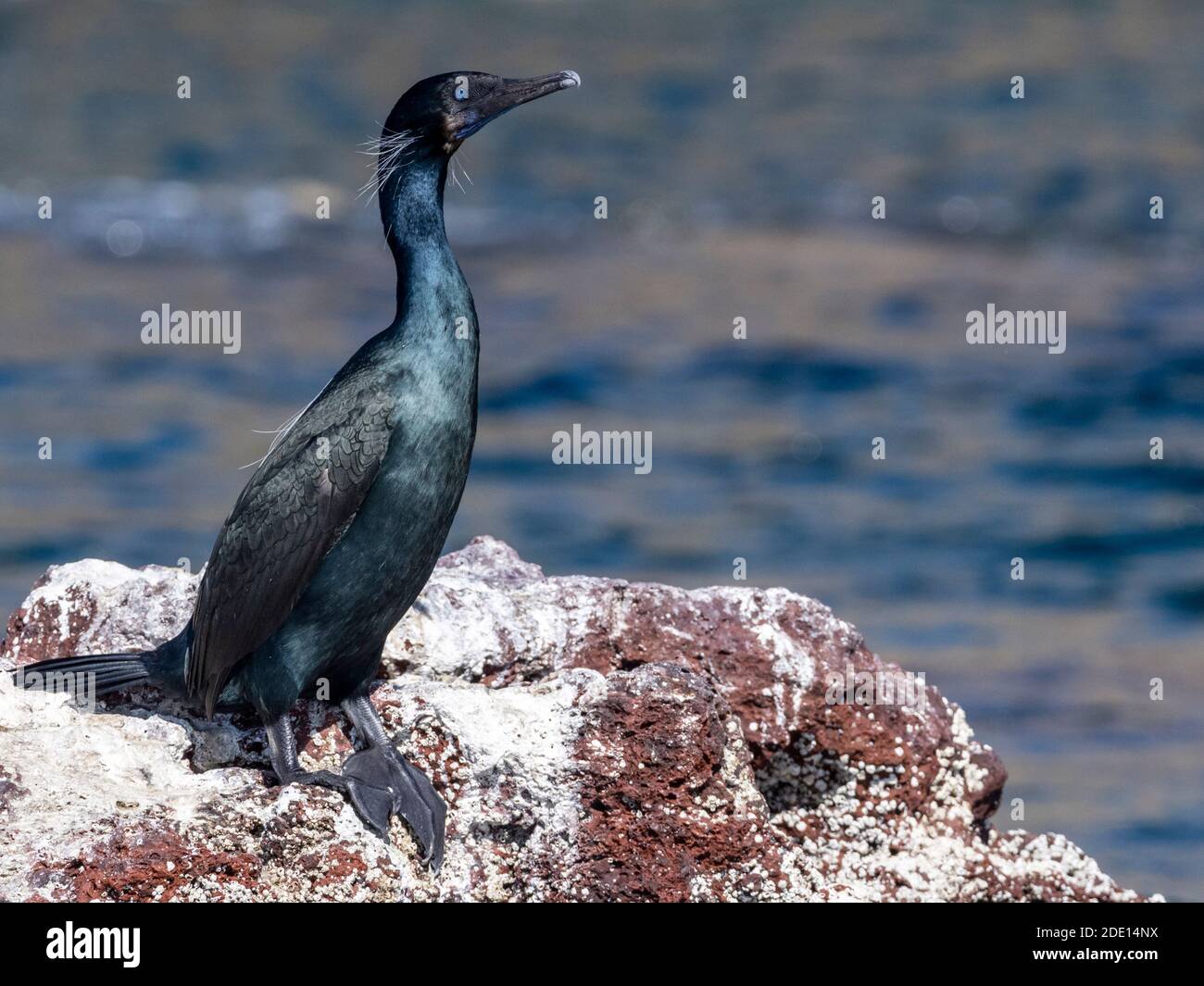 Adult Brandt's cormorant (Phalacrocorax penicillatus), Isla San Ildefonso, Baja California Sur, Mexico, North America Stock Photo