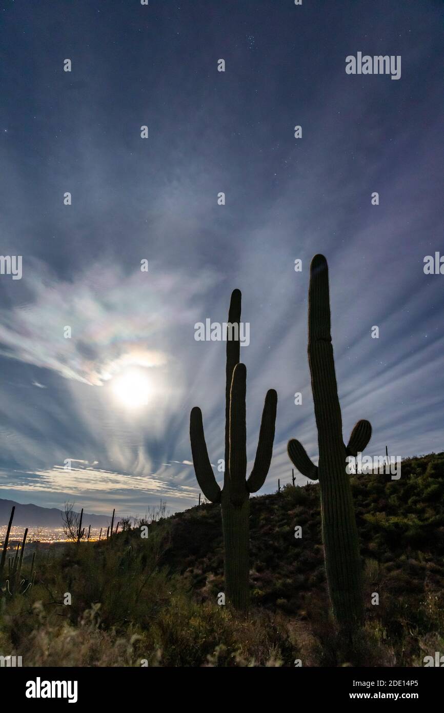 The super full moon rising over saguaro cactus (Carnegiea gigantea), Sweetwater Preserve, Tucson, Arizona, United States of America, North America Stock Photo