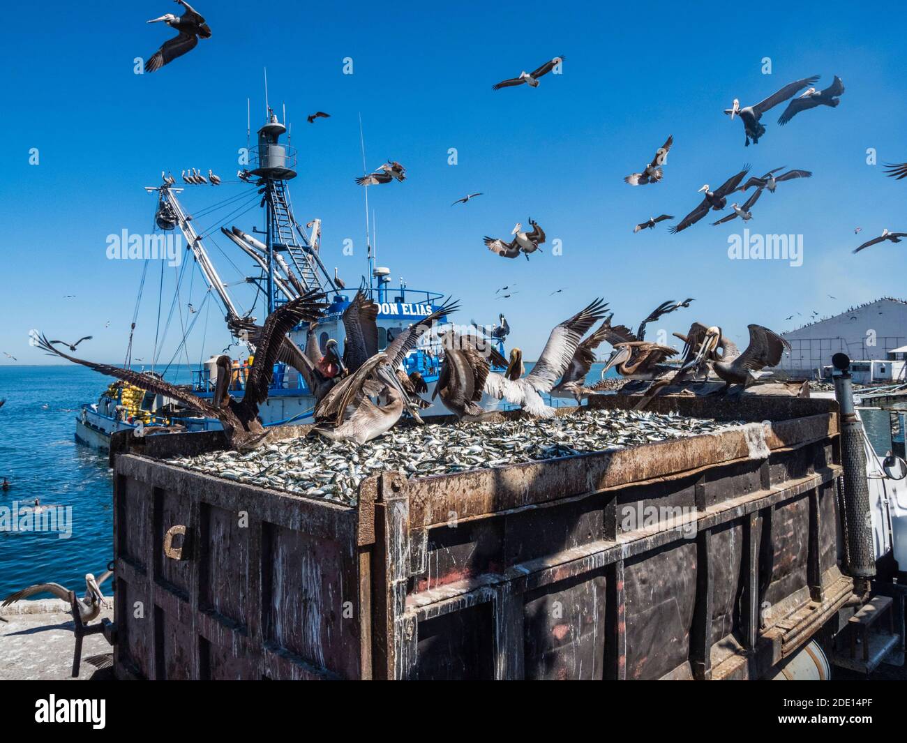 Brown pelicans (Pelecanus occidentalis) at a sardine processing plant, Puerto San Carlos, Baja California Sur, Mexico, North America Stock Photo