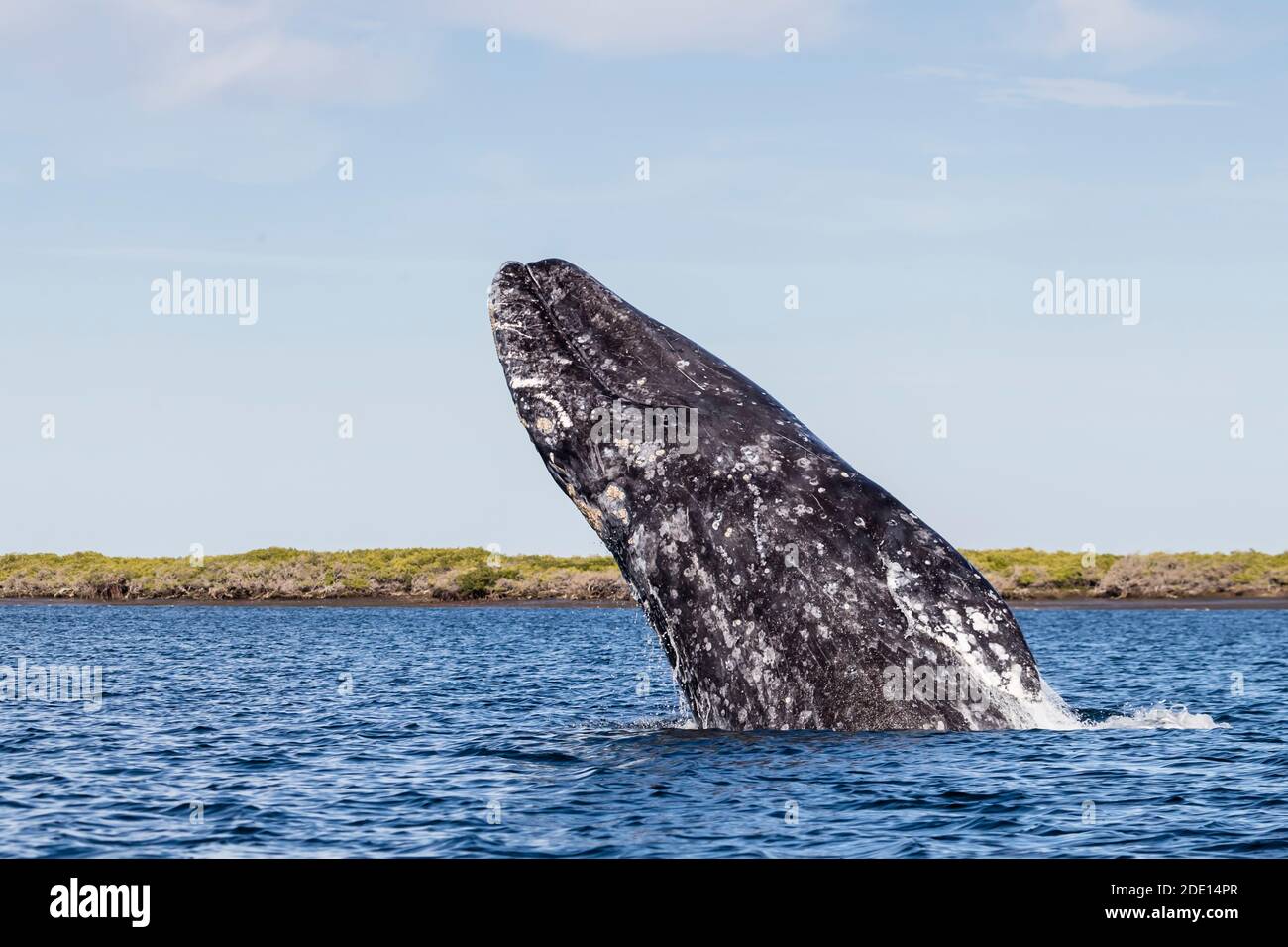 Adult California gray whale (Eschrichtius robustus) breaching in San Ignacio Lagoon, Baja California Sur, Mexico, North America Stock Photo