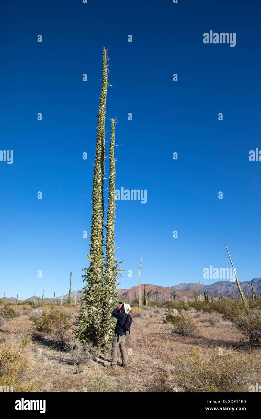 Photographer with boojum tree (Fouquieria columnaris), Bahia de los Angeles, Baja California, Mexico, North America Stock Photo