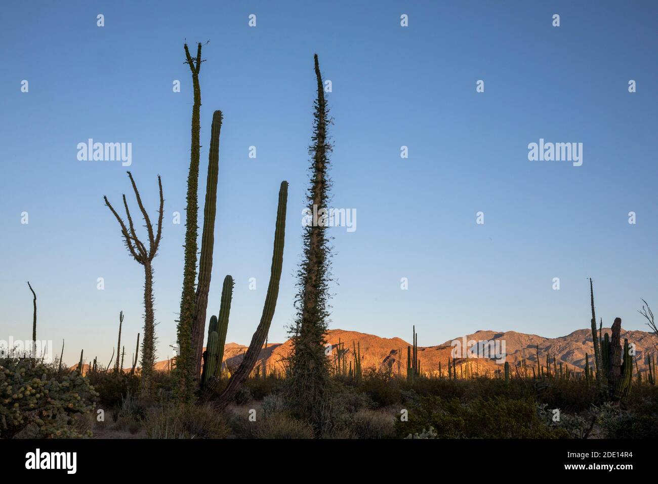 Boojum tree (Fouquieria columnaris), with cardon cactus, Bahia de los Angeles, Baja California, Mexico, North America Stock Photo