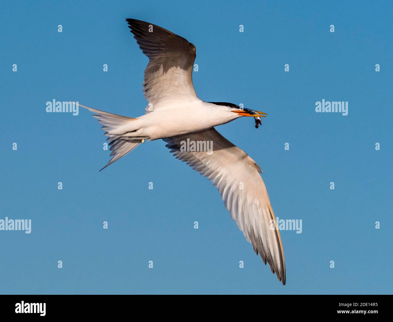 Elegant tern (Thalasseus elegans) in flight with a small fish at breeding colony on Isla Rasa, Baja California, Mexico, North America Stock Photo