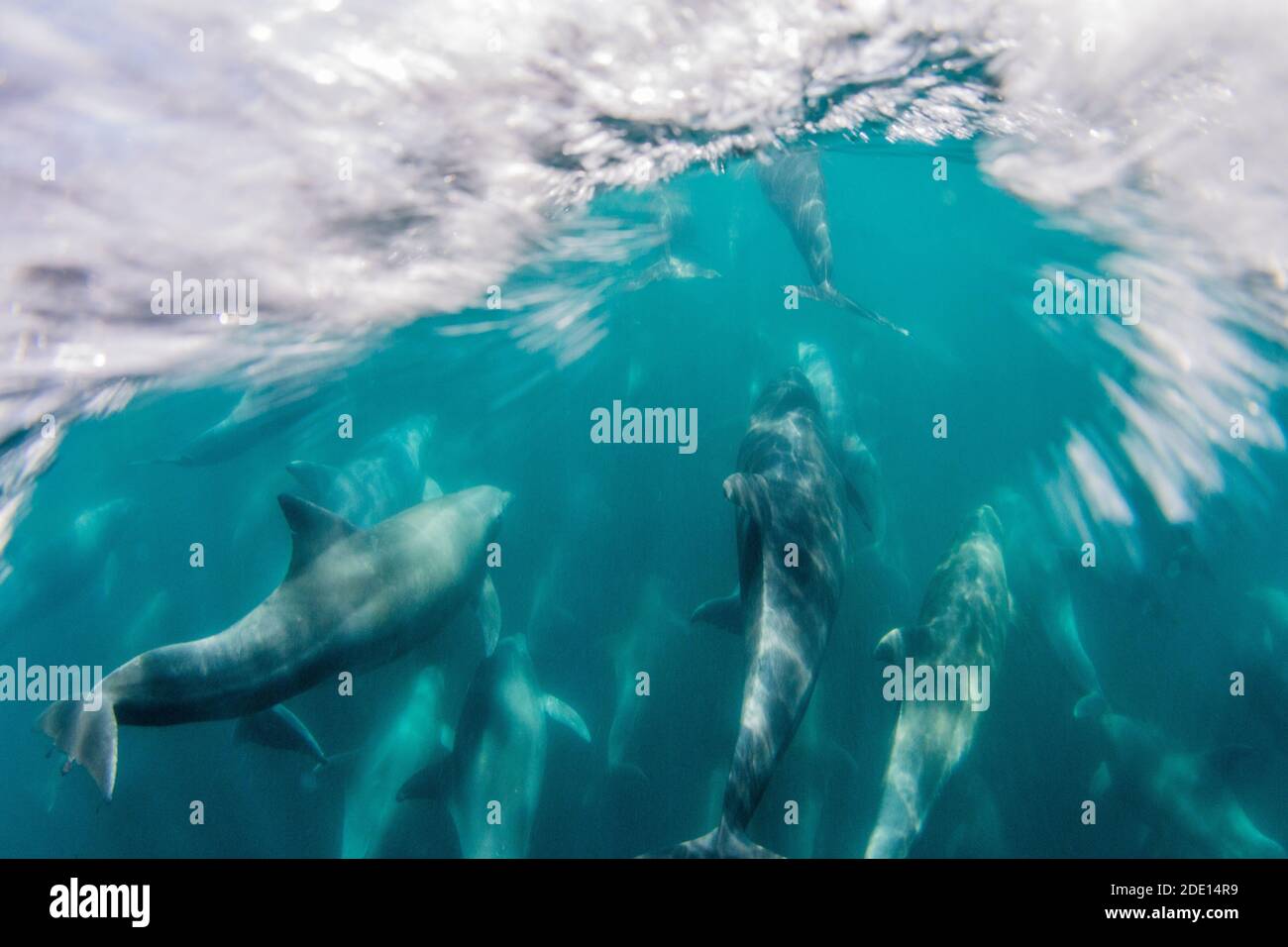 Adult bottlenose dolphins (Tursiops truncatus) bowriding underwater, Isla San Pedro Martir, Baja California, Mexico, North America Stock Photo