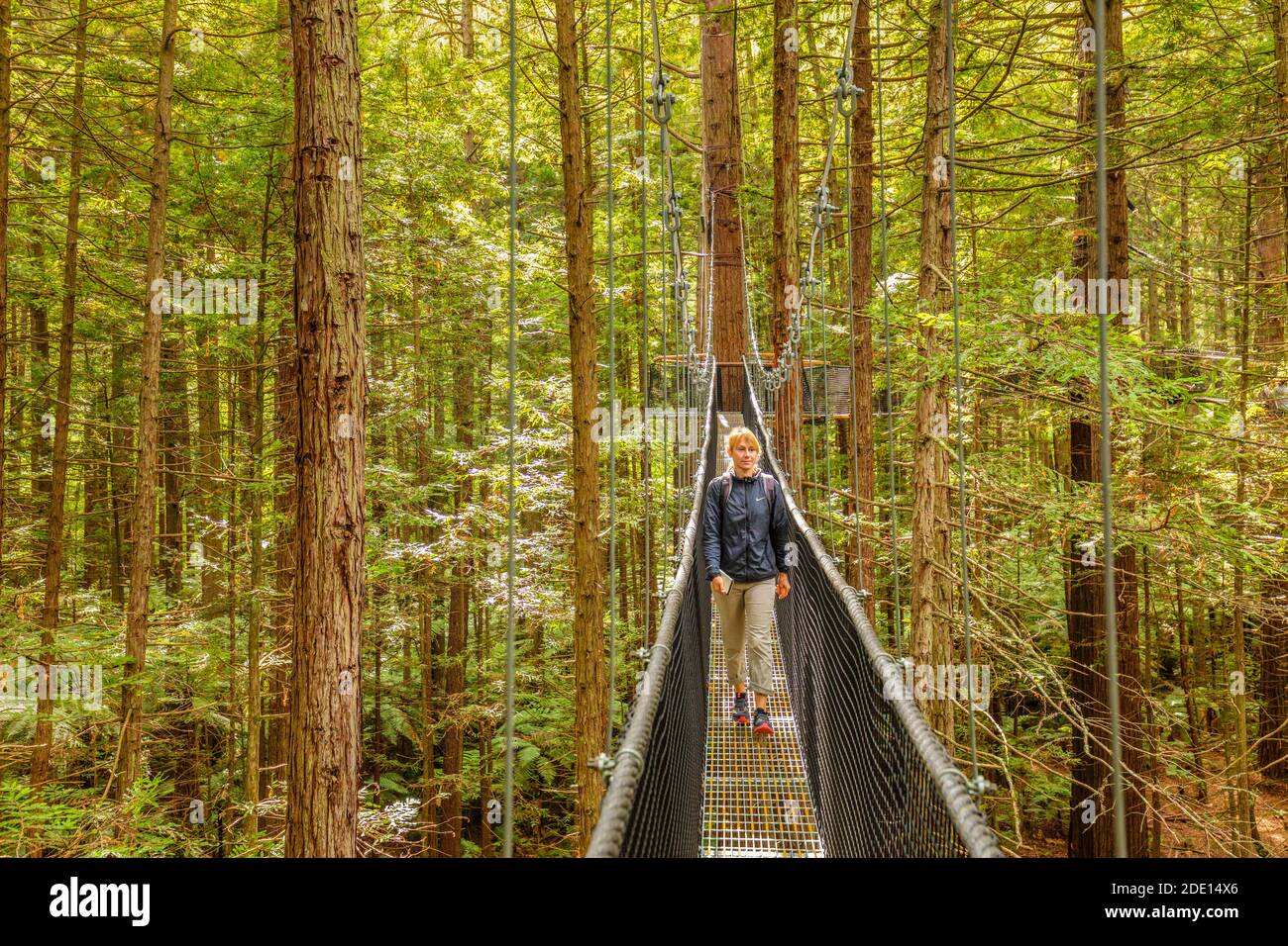 Redwood Treewalk, Canopy Pathway, Rotorua, Bay of Plenty, North Island
