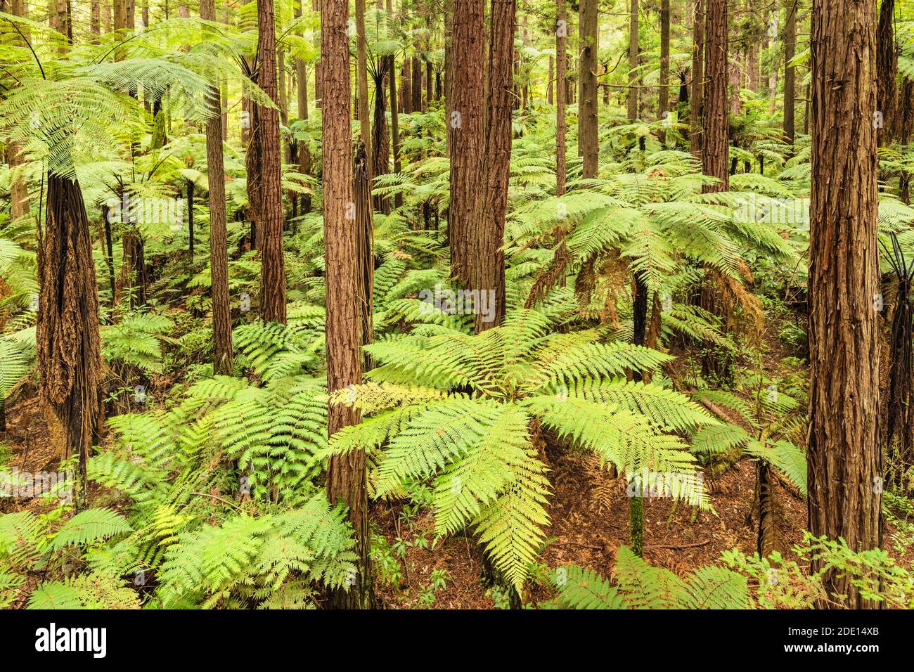 The Redwoods in Whakarewarewa Forest, Rotorua, Bay of Plenty, North Island, New Zealand, Pacific Stock Photo