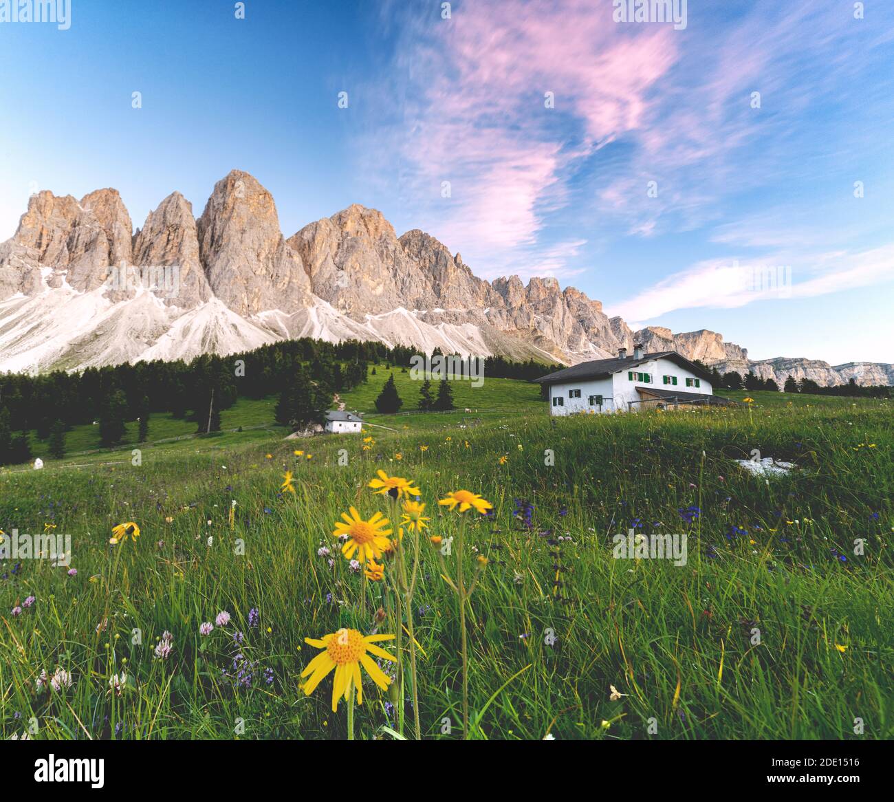 Wildflowers surrounding Glatsch Alm hut with the Odle in the background at sunset, Val di Funes, South Tyrol, Dolomites, Italy, Europe Stock Photo