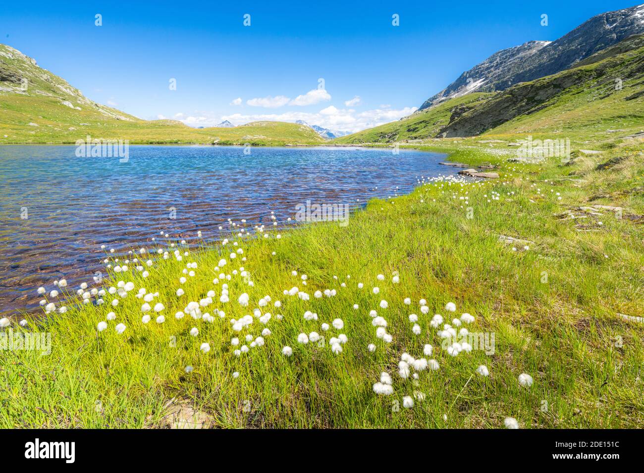 Summer blooming of cotton grass on shores of Baldiscio lakes, Val Febbraro, Valchiavenna, Vallespluga, Lombardy, Italy, Europe Stock Photo