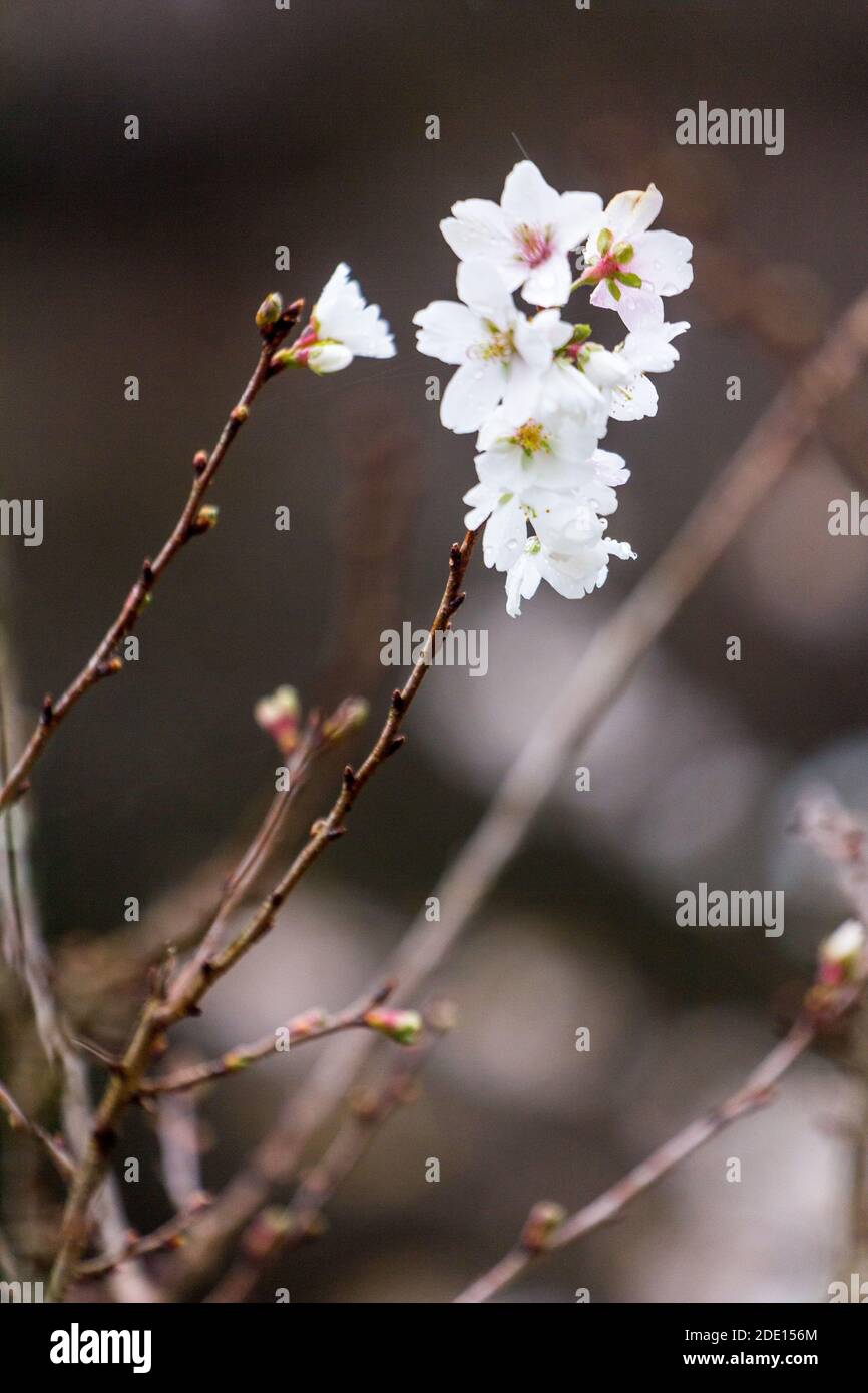 Sakura blossoms in aichi hi-res stock photography and images - Alamy