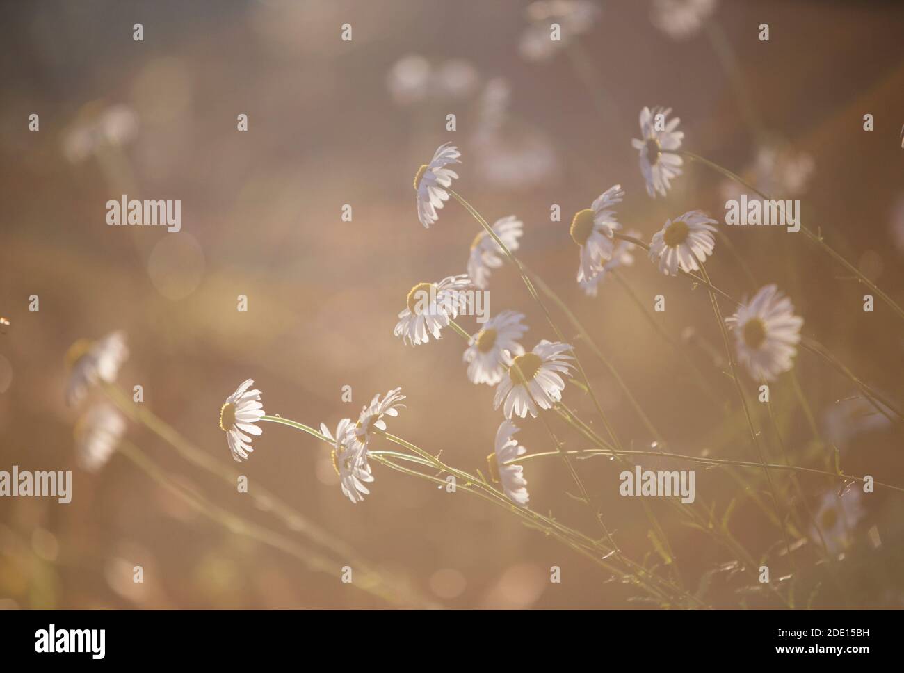 Backlit soft-focus shot of daisies on sunset Stock Photo
