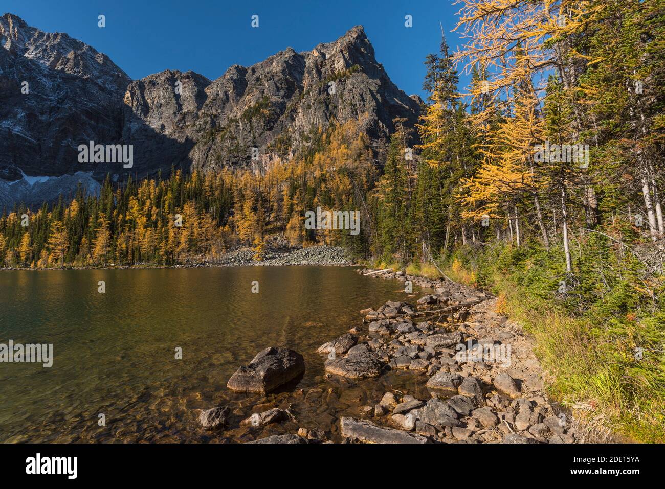 Arnica Lake in autumn with Larch trees and Mountains, Banff National Park, UNESCO, Alberta, Canadian Rockies, Canada, North America Stock Photo