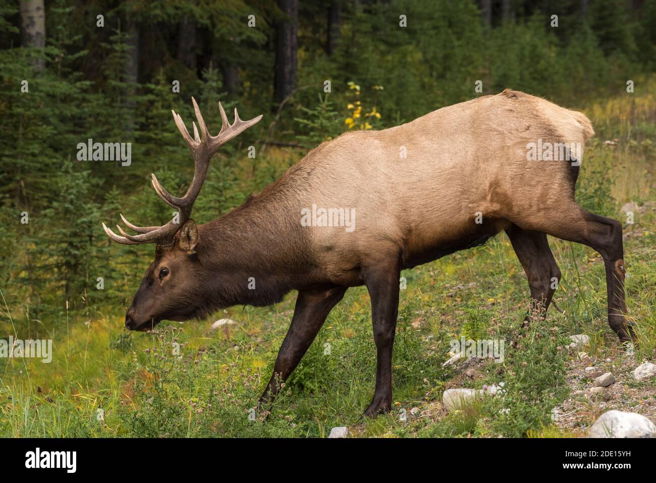 Bull Elk (Wapiti), Banff National Park, UNESCO World Heritage Site, Alberta, Canadian Rockies, Canada, North America Stock Photo