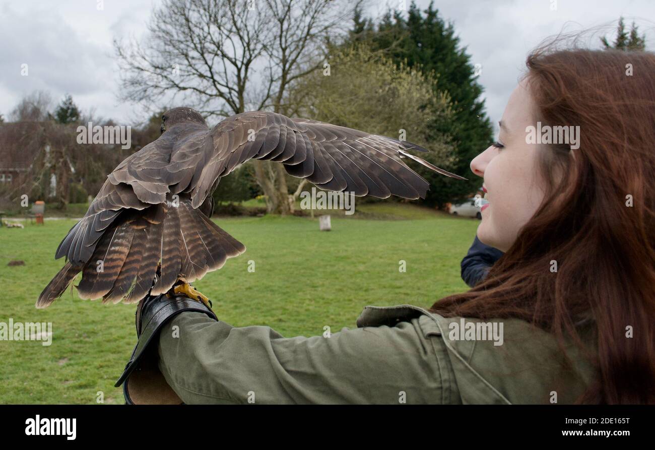 A lady with long brown hair holding a Harris's Hawk (parabuteo unicinctus) on a falconer's glove Stock Photo
