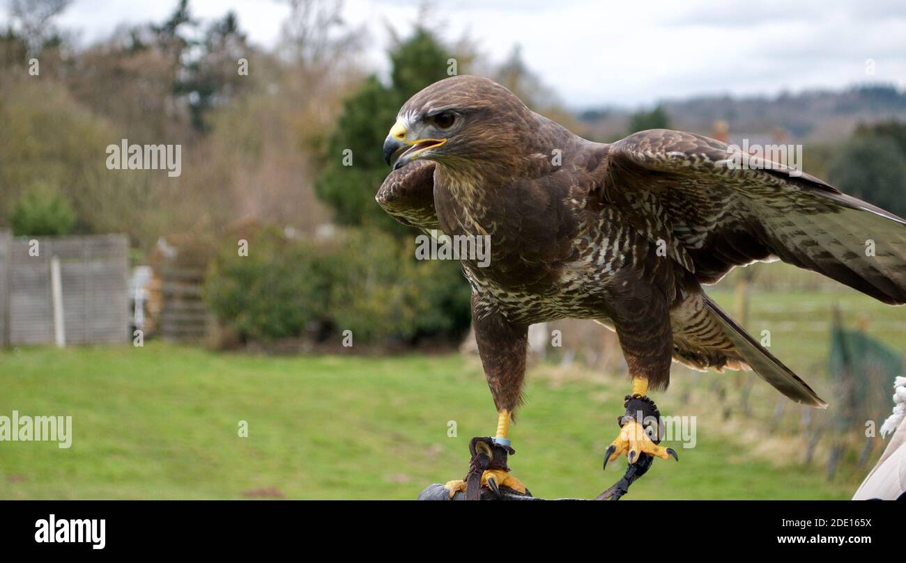 a Harris's Hawk (parabuteo unicinctus) posed before the camera, flapping its wings (mantling) as part of a falconry display Stock Photo